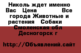 Николь ждет именно Вас › Цена ­ 25 000 - Все города Животные и растения » Собаки   . Смоленская обл.,Десногорск г.